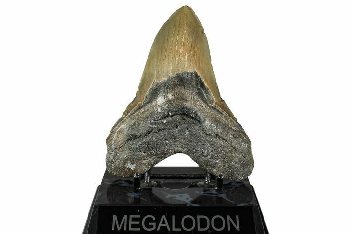 Fossil Megalodon Tooth - North Carolina #350593